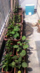 2009051310150000.jpg