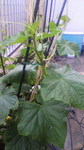 2009052412410000.jpg