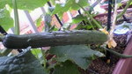 2009060310470001.jpg