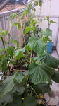 2009060310470002.jpg