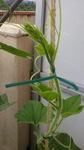 2009060310480001.jpg