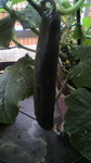 2009060618110000.jpg