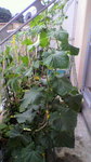 2009060816140000.jpg