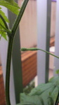 2009061610130000.jpg