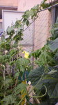 2009061610130001.jpg