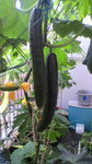 2009062212080000.jpg