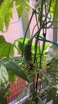 2009062314120000.jpg