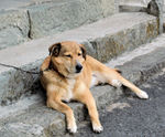 犬.jpg