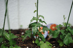 DSC_5011_edited-1.jpg